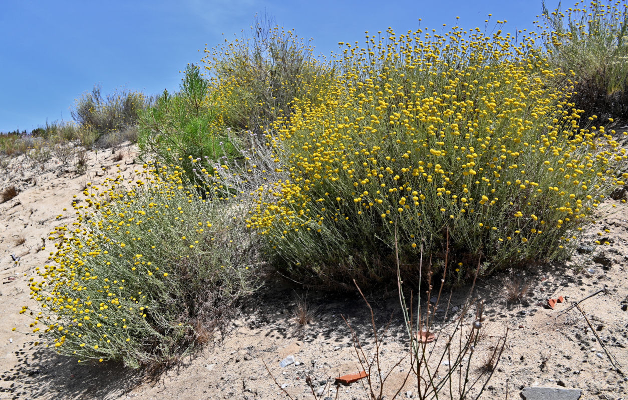 Image of genus Santolina specimen.