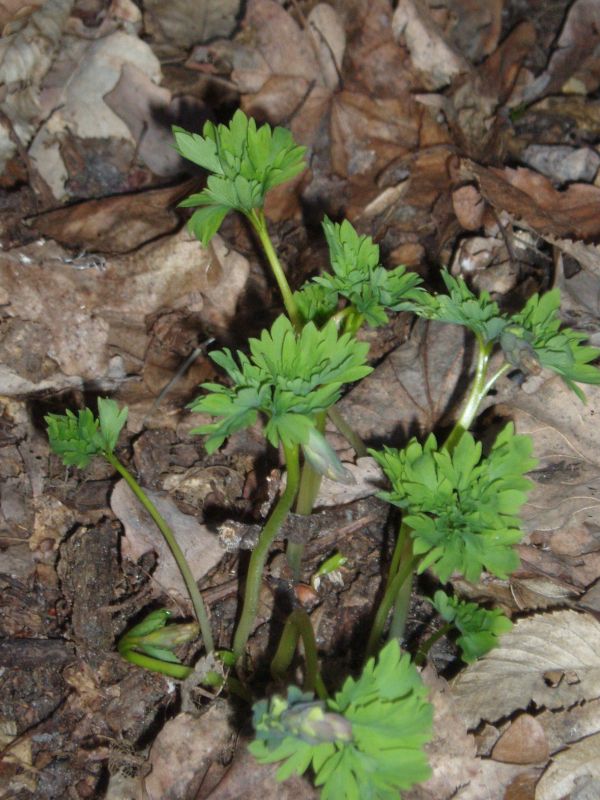 Изображение особи Corydalis cava.