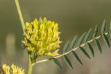 Image of taxon representative. Author is Илья Михеев