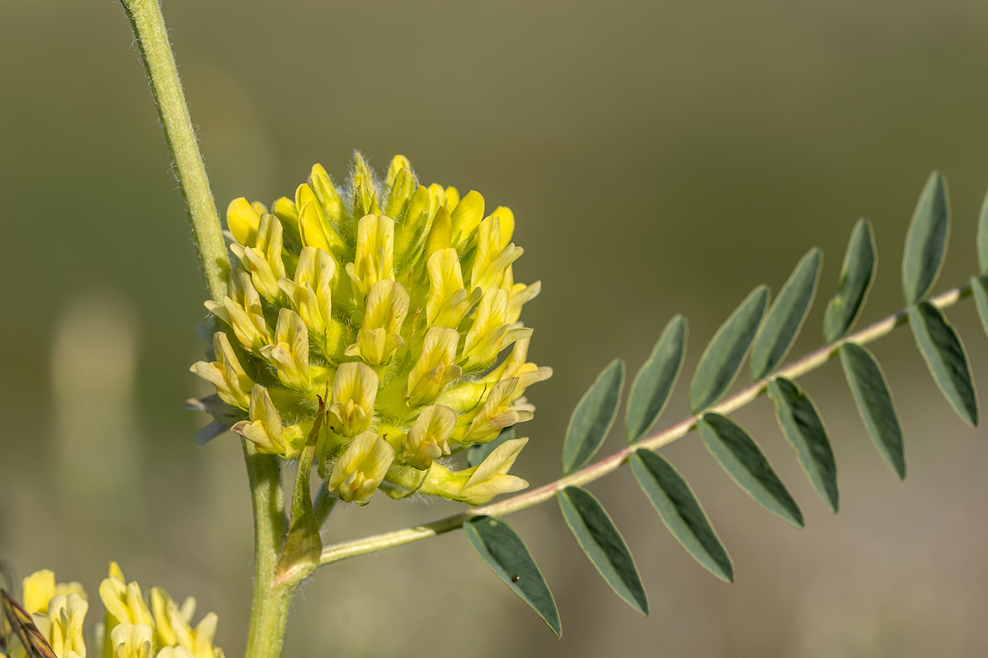 Image of Astragalus ponticus specimen.
