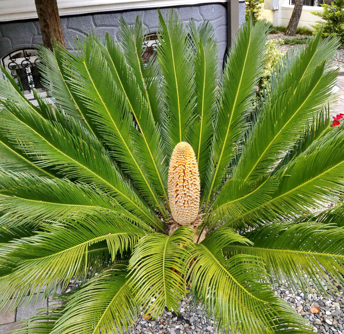 Изображение особи Cycas revoluta.