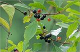 Frangula alnus. Соплодия с плодами разной степени зрелости. Московская обл., Раменский р-н, окр. дер. Хрипань, садовый участок. 21.07.2026.