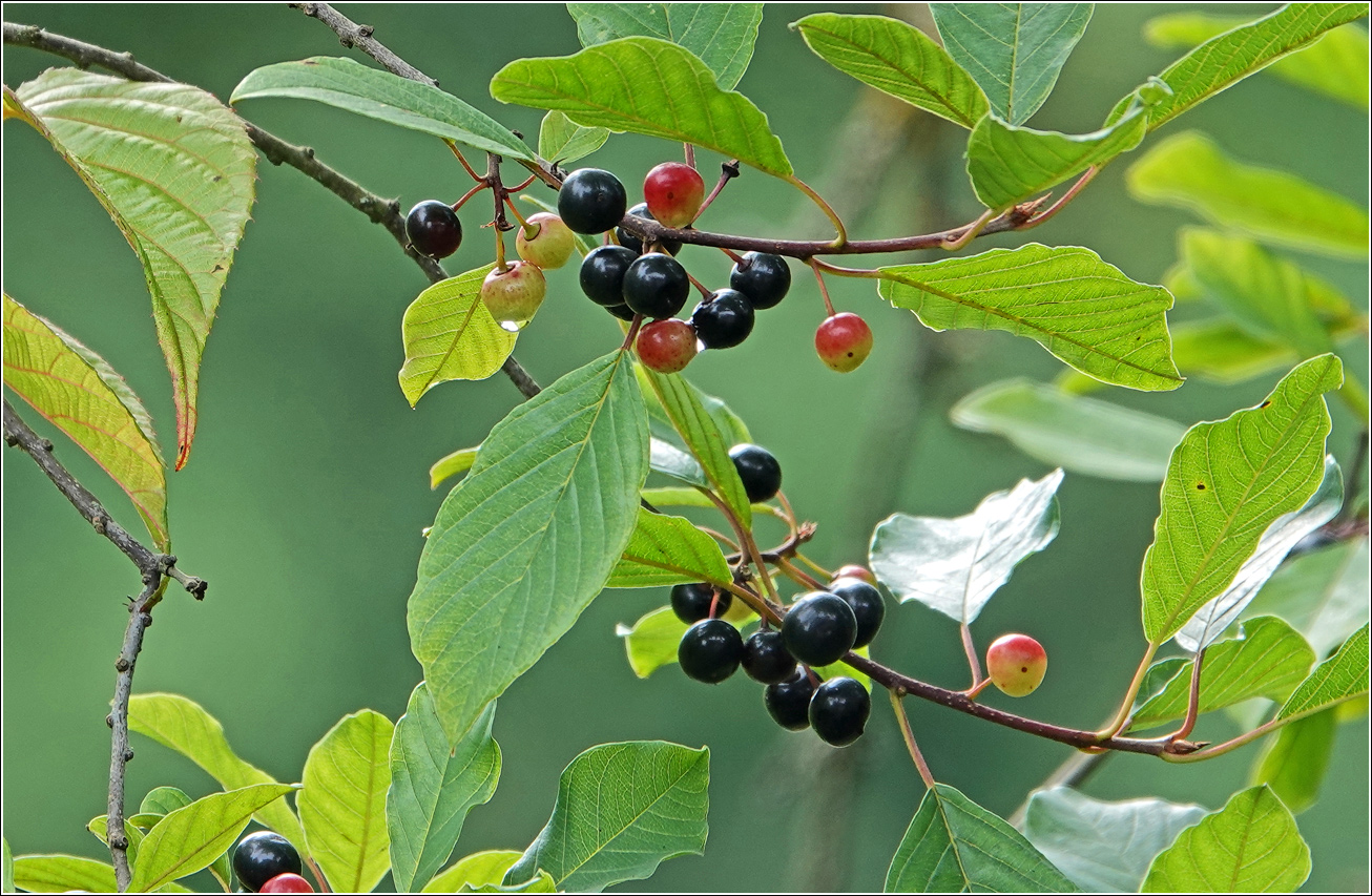 Image of Frangula alnus specimen.