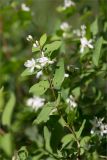 Lonicera tatarica. Верхушка веточки с соцветием и незрелыми плодами. Татарстан, окр. с. Камское Устье, дол. р. Волга, опушка смешанного леса (с преобладанием Pinus и Betula) у края скошенного поля, разнотравно-злаковый луг. 01.06.2026.