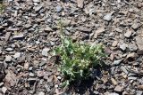 Eryngium octophyllum. Вегетирующее растение. Узбекистан, Джизакская обл., хр. Нуратау, гора Койташ, басс. р. Нарвансая, верховья Нарвансая, окр. урочища Саритал., ок. 1520 м н.у.м. 14.05.2025.