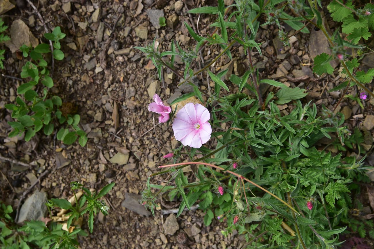 Image of genus Convolvulus specimen.