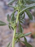 Amaranthus blitoides. Часть побега с соцветиями; видна абаксиальная поверхность листьев. Испания, Каталония, пров. Жирона, комарка Баш Эмпорда, муниципалитет Калонже, пересохшее русло малой реки. 27.09.2026.