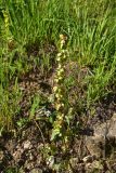 genus Rumex. Плодоносящее растение. Турция, ил Артвин, р-н Юсуфели, окр. дер. Дамлаташ, выс. 1912 м н.у.м., луг. 13 июня 2026 г.