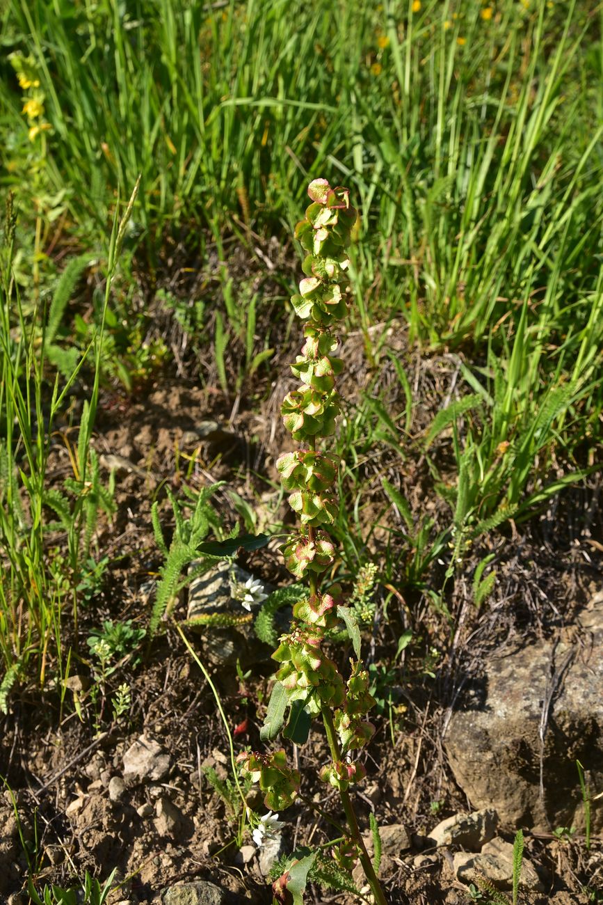 Изображение особи род Rumex.