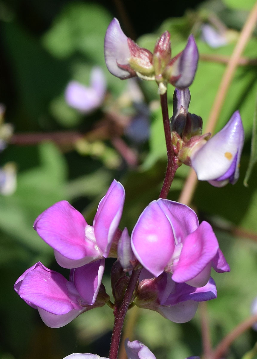 Изображение особи Dolichos purpureus.