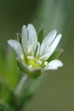 Cerastium holosteoides