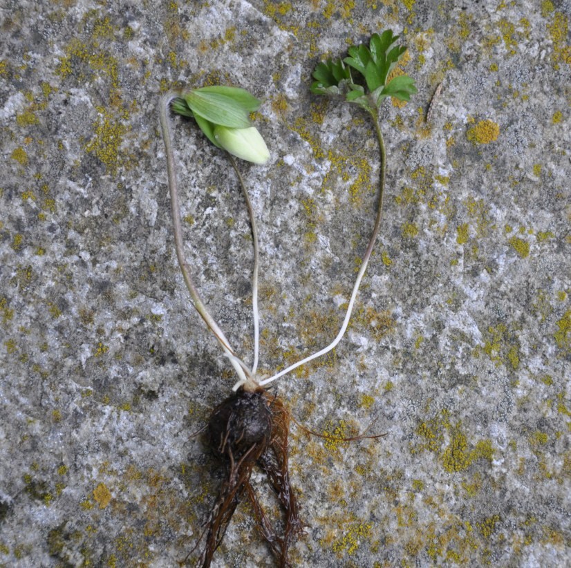 Image of Anemone hortensis specimen.