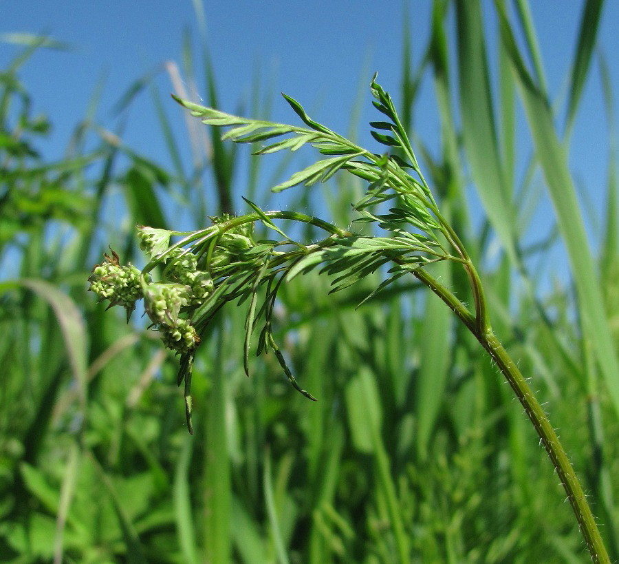 Изображение особи Chaerophyllum prescottii.