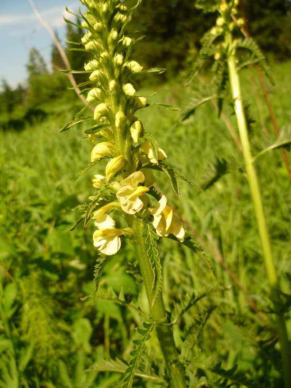 Изображение особи Pedicularis incarnata.