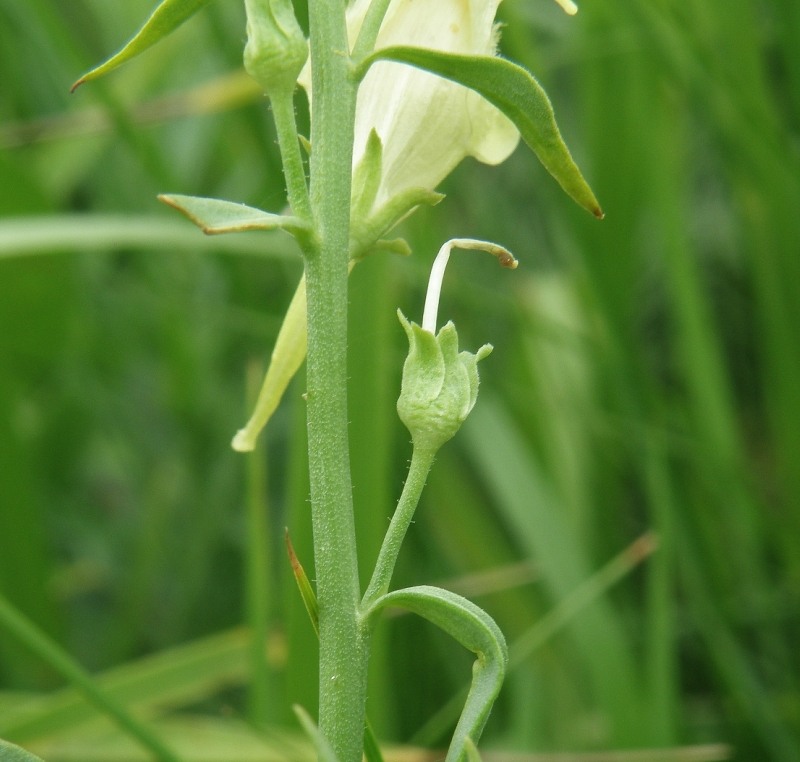 Изображение особи Linaria vulgaris.