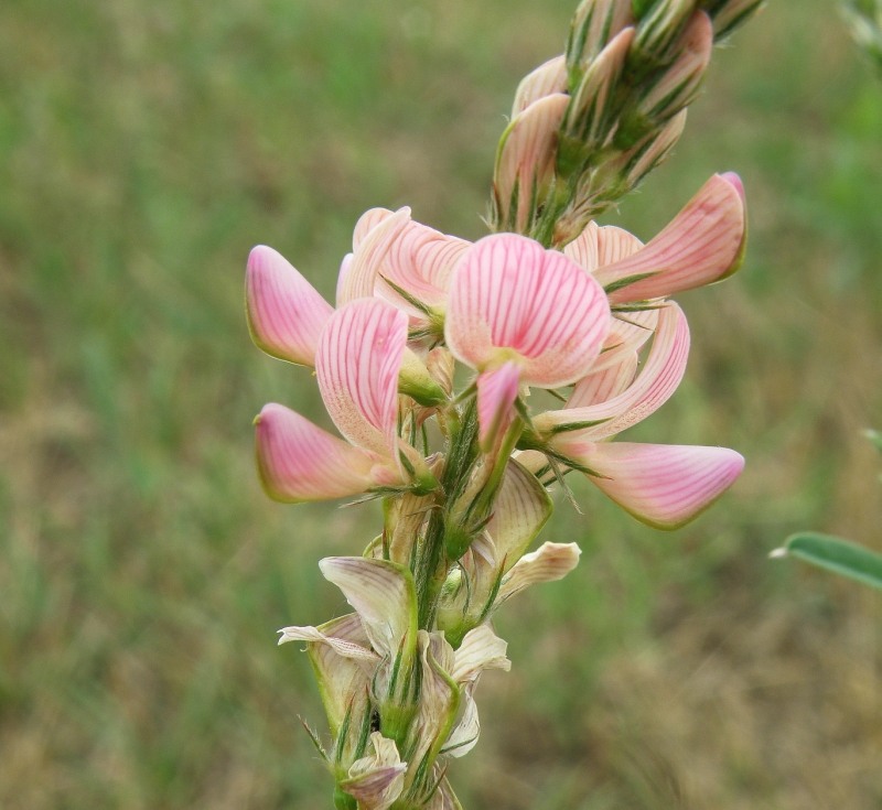 Image of Onobrychis viciifolia specimen.