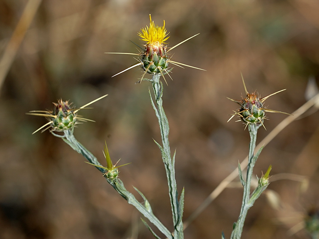 Изображение особи Centaurea solstitialis.