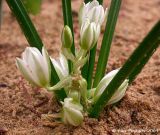 Ornithogalum sigmoideum