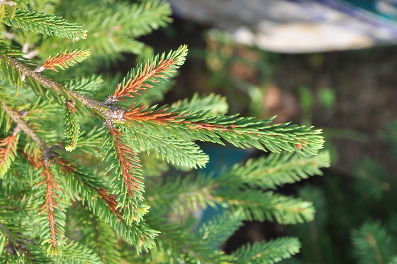 Image of Picea orientalis specimen.