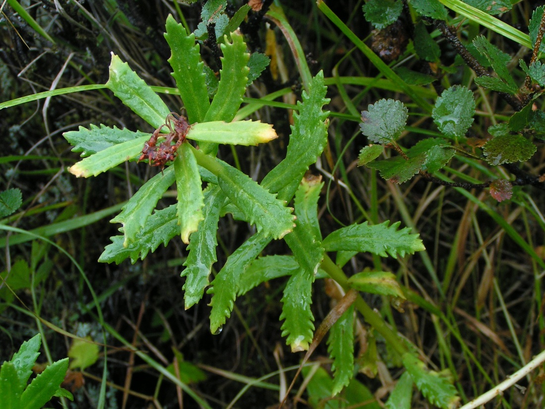 Image of Rhodiola krylovii specimen.