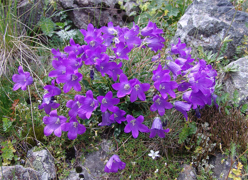 Изображение особи Campanula bellidifolia.