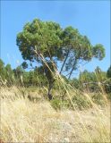 Juniperus excelsa