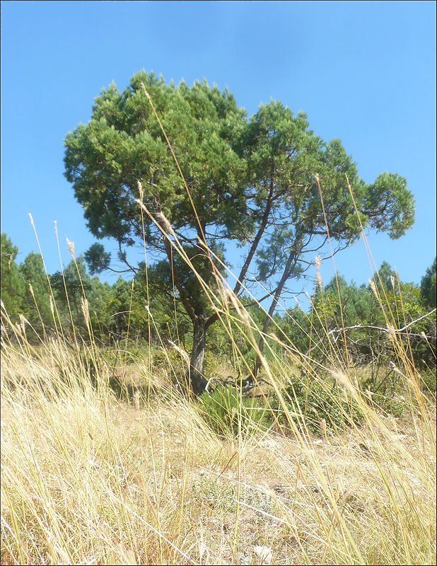 Изображение особи Juniperus excelsa.