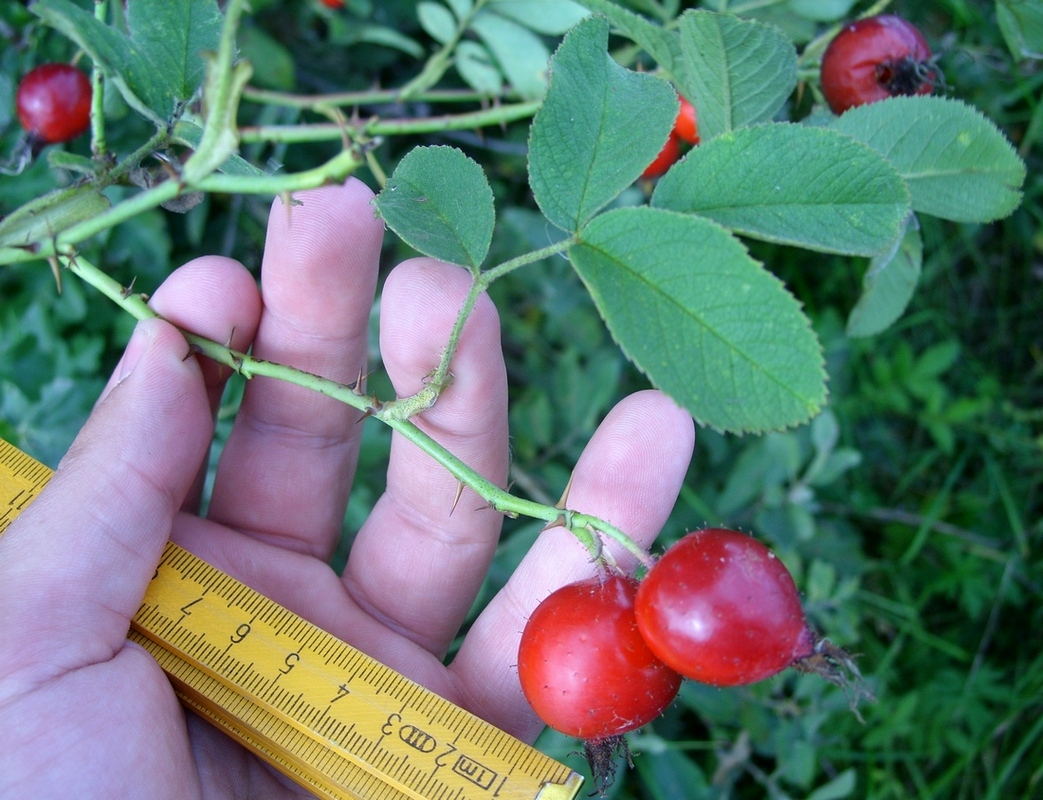 Image of Rosa villosa specimen.