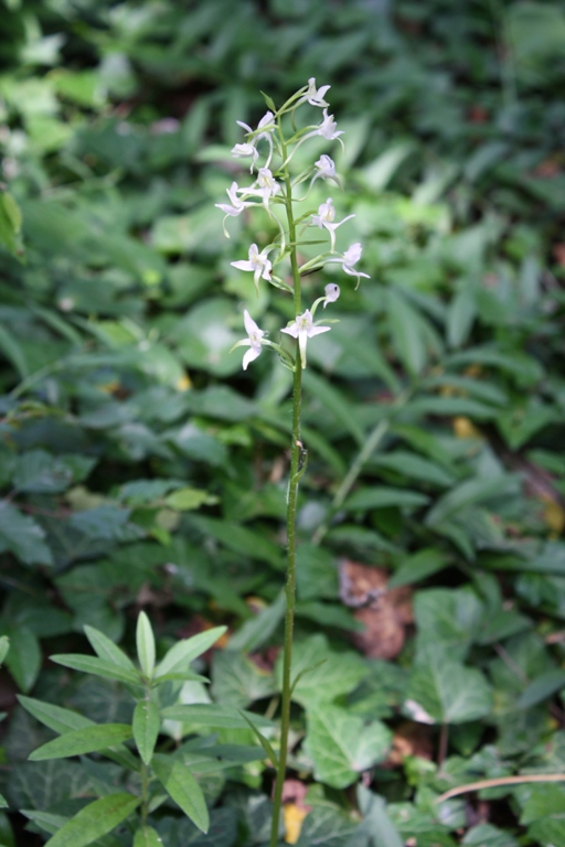 Image of Platanthera &times; hybrida specimen.
