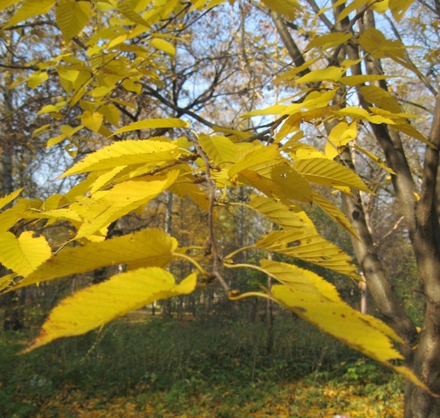 Изображение особи Betula lenta.