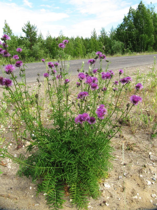 Image of Centaurea scabiosa specimen.