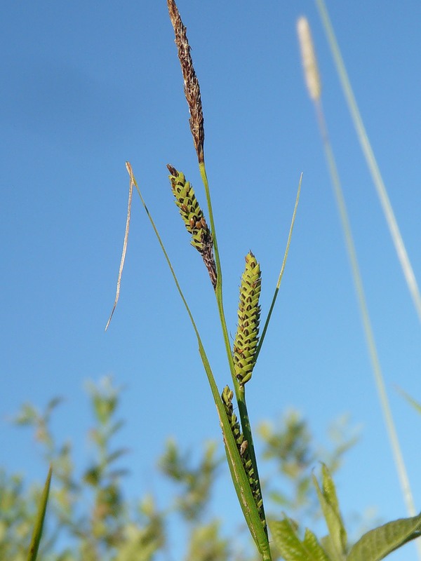 Изображение особи род Carex.