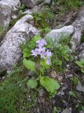 Primula meyeri