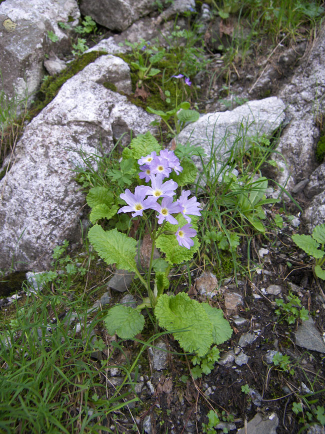 Изображение особи Primula meyeri.
