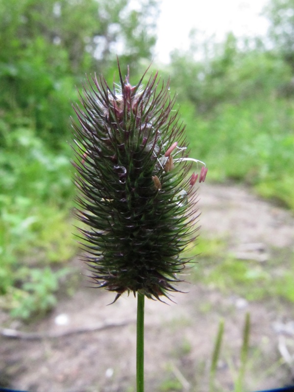 Изображение особи Phleum alpinum.