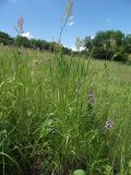 Phleum phleoides