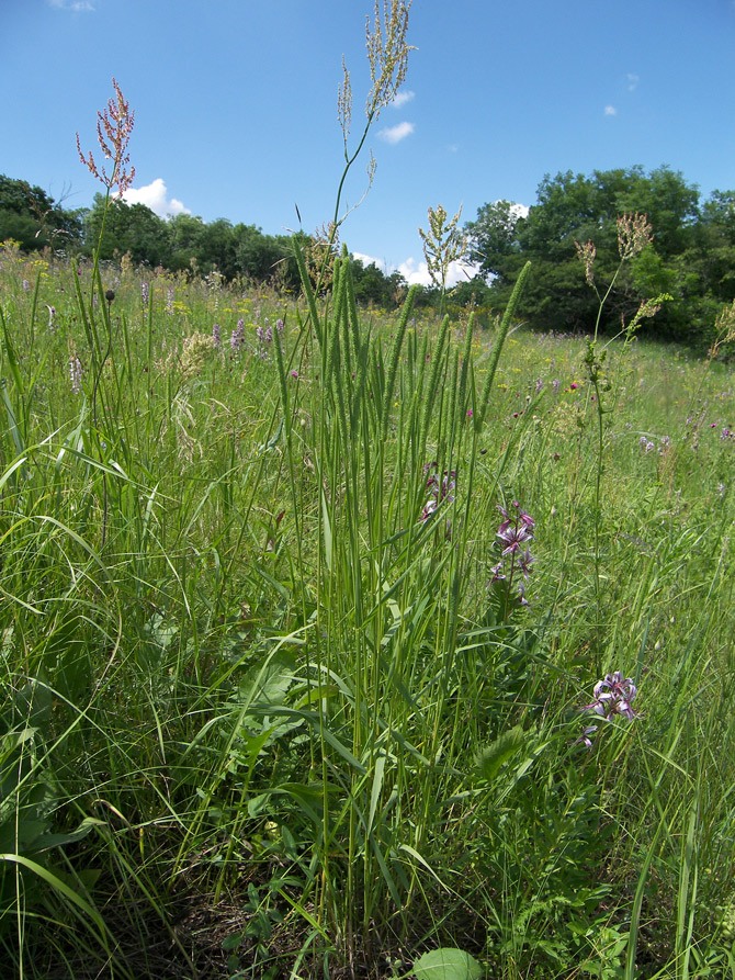 Image of Phleum phleoides specimen.