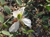 Capparis herbacea