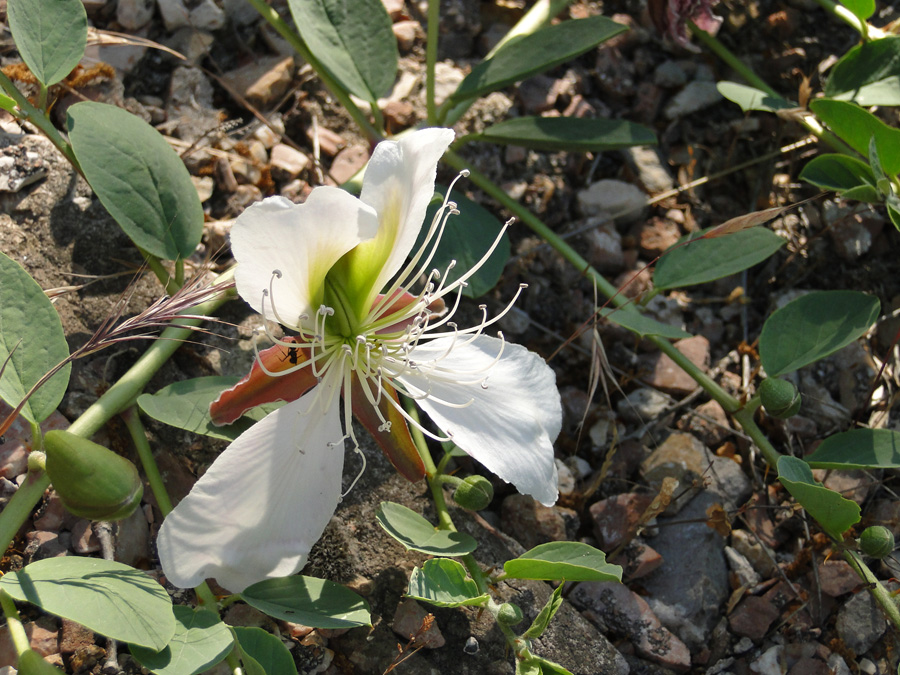 Изображение особи Capparis herbacea.