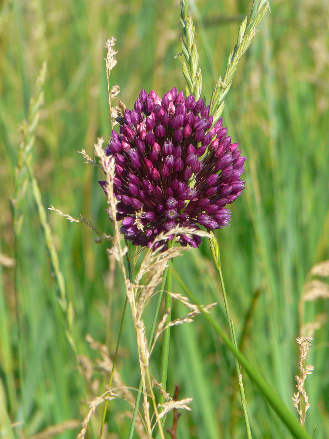 Изображение особи Allium rotundum.