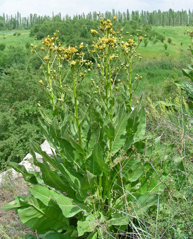 Изображение особи Inula macrophylla.