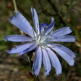 Cichorium intybus