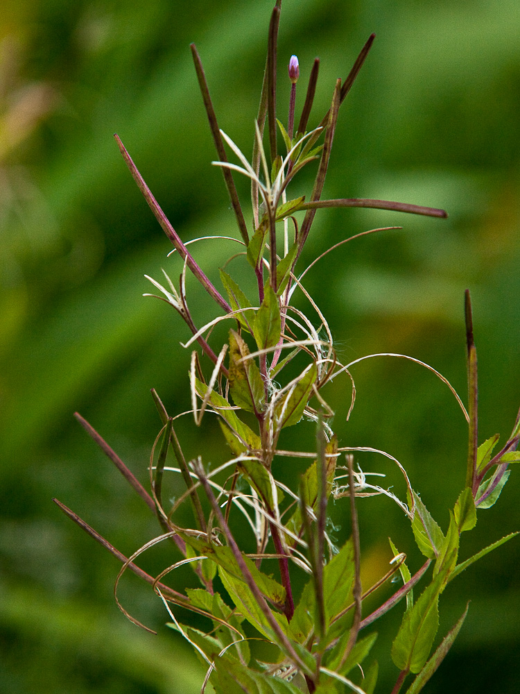 Image of Epilobium glandulosum specimen.