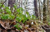 Anemone altaica. Цветущее растение. Красноярский край, Манский район. Начало мая 2011 г.