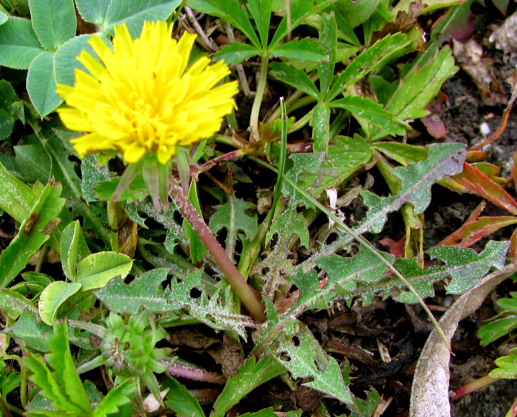 Image of genus Taraxacum specimen.