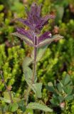 Bartsia alpina. Верхушка цветущего растения. Мурманская обл., Кандалакшский р-н, окр. пос. Лувеньга, южный склон гор Лувеньгские Тундры, тундровый пояс, 350 м н.у.м. 01.07.2010.