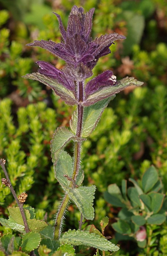 Изображение особи Bartsia alpina.