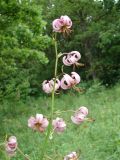 Lilium martagon