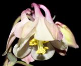 genus Aquilegia