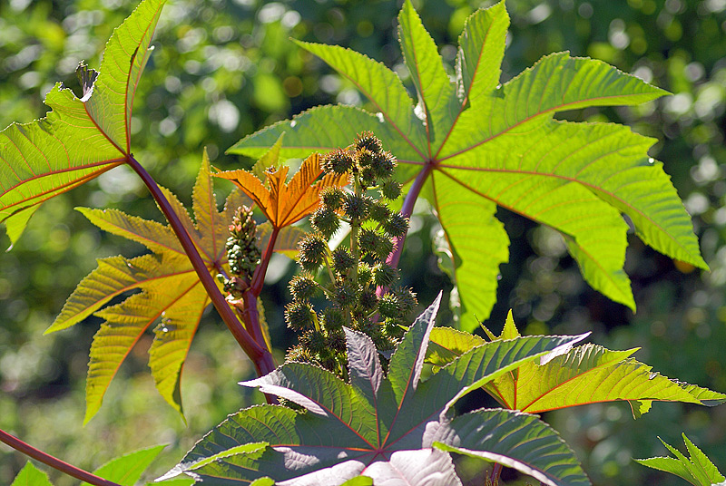 Изображение особи Ricinus communis.